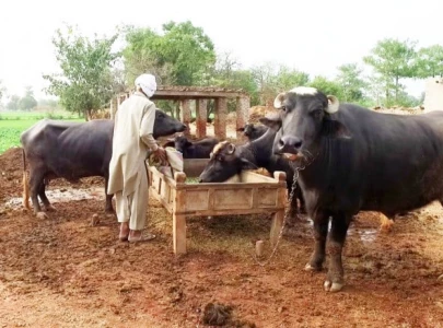 pakistan looks to utilise australian expertise in agriculture livestock pakistan looks to utilise australian expertise in agriculture livestock