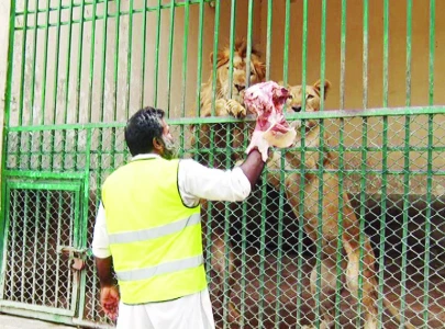 breeding of big cats continues in urban settlements breeding of big cats continues in urban settlements