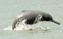 blind dolphin fighting for survival blind dolphin fighting for survival