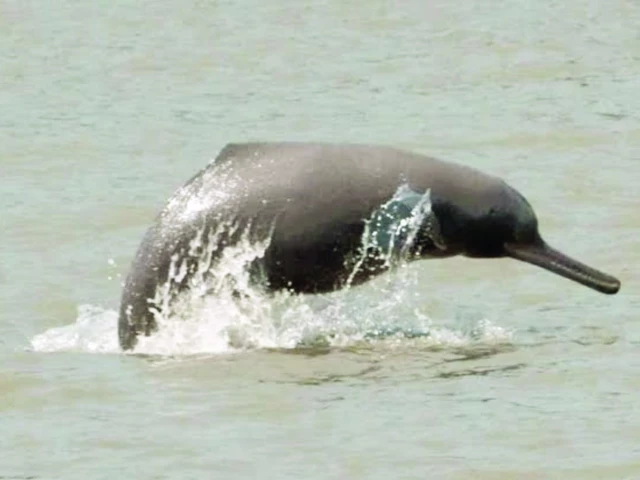 blind dolphin fighting for survival blind dolphin fighting for survival