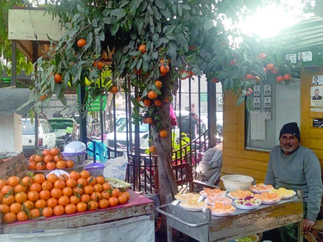 a vendor deploys a unique selling approach to increase sales by adorning a tree with oranges giving an impression of selling right from the tree photo express a vendor deploys a unique selling approach to increase sales by adorning a tree with oranges giving an impression of selling right from the tree photo express
