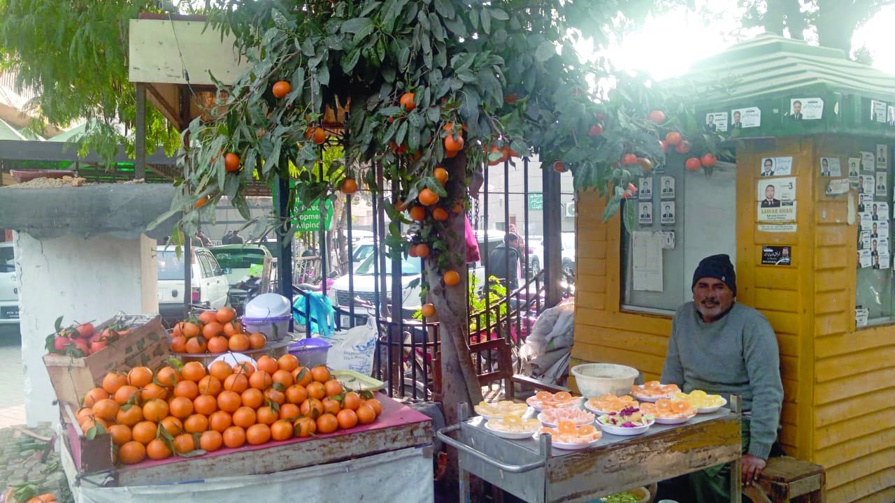 a vendor deploys a unique selling approach to increase sales by adorning a tree with oranges giving an impression of selling right from the tree photo express