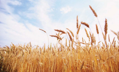 wheat higher crop yield to boost production