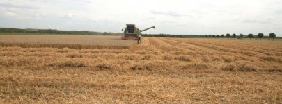 wheat punjab purchases 3 96m tons wheat punjab purchases 3 96m tons