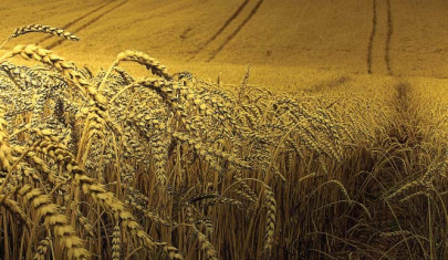 cabinet meeting punjab set to purchase 4m tons of wheat