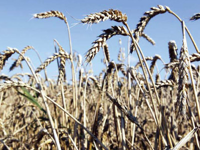 worst nightmare rains threaten wheat harvest