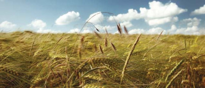 government to purchase 6 5m tons of wheat this year