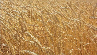 traders buy two million tons of wheat for export