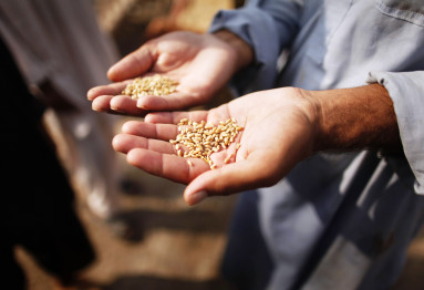 body to oversee wheat seed movement