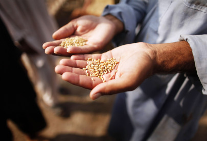 body to oversee wheat seed movement body to oversee wheat seed movement