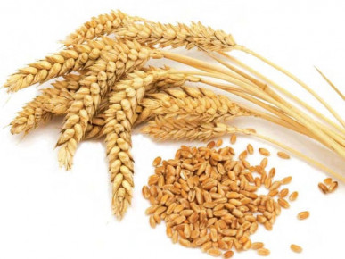 unseasonal rains hailstorms affect wheat crop