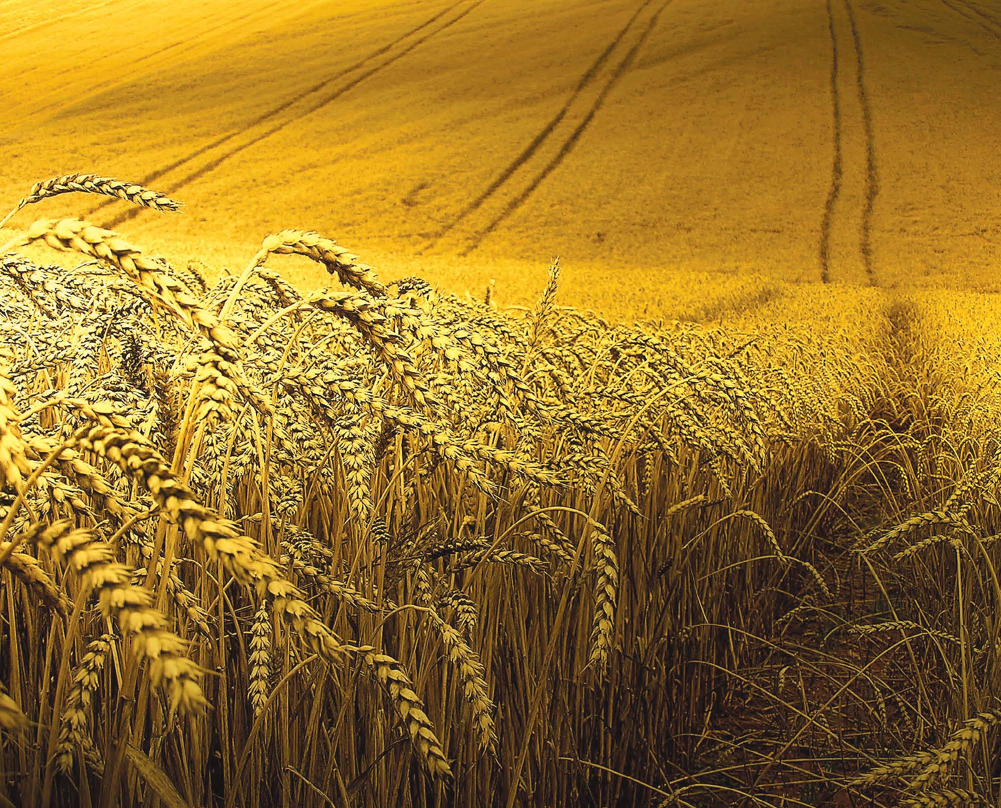 bumper wheat crop expected khan