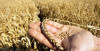 light rain boosts hope for bumper wheat crop light rain boosts hope for bumper wheat crop