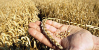 k p wheat reserves hit alarming low