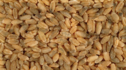 millers food dept lock horns over rotten wheat millers food dept lock horns over rotten wheat