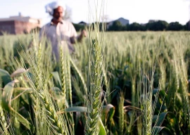 beyond the boom pakistan s food export conundrum