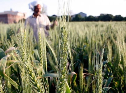 beyond the boom pakistan s food export conundrum