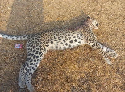 villagers kill rare white leopard in kerthar national park