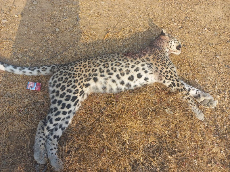 a white leopard shot dead within the limits of kerthar national park photo express