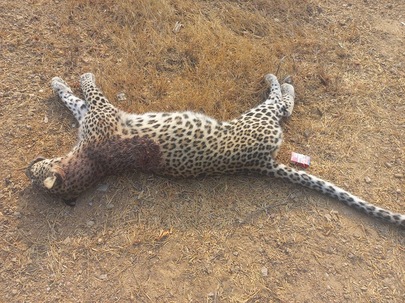 A white leopard shot dead within the limits of Kerthar National Park. PHOTO: EXPRESS