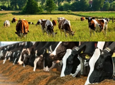 which is healthier grass fed or grain fed beef which is healthier grass fed or grain fed beef