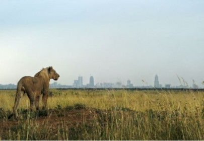 world wildlife plummets more than two thirds in 50 years index world wildlife plummets more than two thirds in 50 years index