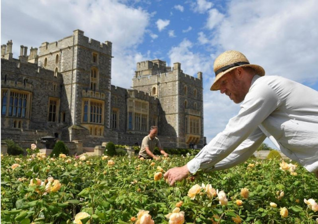members of the gardening team prune roses in preparation for the east terrace garden at windsor castle to be opened to the public for the first time in decades following the outbreak of the coronavirus disease covid 19 windsor britain august 5 2020 photo reuters members of the gardening team prune roses in preparation for the east terrace garden at windsor castle to be opened to the public for the first time in decades following the outbreak of the coronavirus disease covid 19 windsor britain august 5 2020 photo reuters