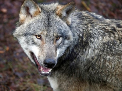 after hyena wolf killed near karachi after hyena wolf killed near karachi