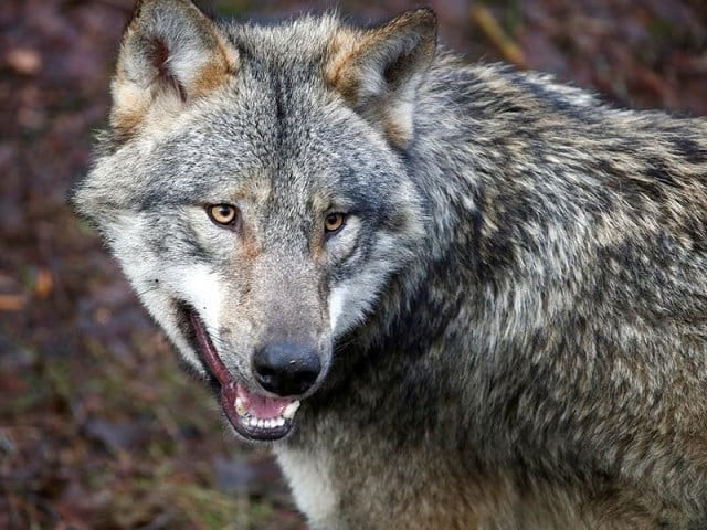 after hyena wolf killed near karachi after hyena wolf killed near karachi