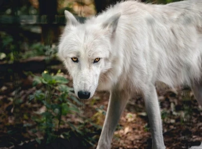 indian authorities capture wolf behind deadly attacks two remain free