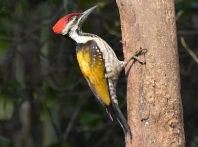 rare sighting of woodpecker thrills bird watchers rare sighting of woodpecker thrills bird watchers