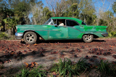 after pandemic peace fresh swarms of crabs invade cuba s bay of pigs after pandemic peace fresh swarms of crabs invade cuba s bay of pigs