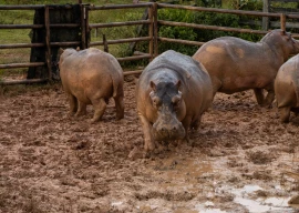 pablo escobar s hippos wreak havoc in colombian jungle