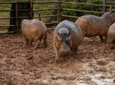 pablo escobar s hippos wreak havoc in colombian jungle