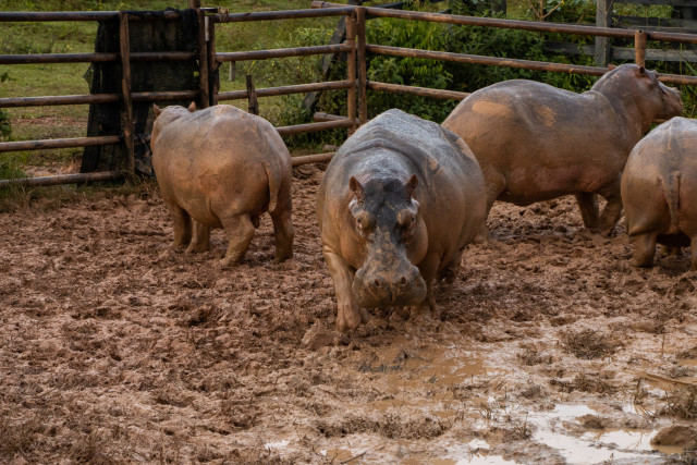 pablo escobar s hippos wreak havoc in colombian jungle pablo escobar s hippos wreak havoc in colombian jungle