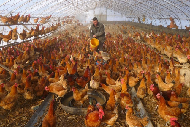 a man provides water for chickens inside a greenhouse at a farm in heihe heilongjiang province china november 17 2019 photo reuters a man provides water for chickens inside a greenhouse at a farm in heihe heilongjiang province china november 17 2019 photo reuters