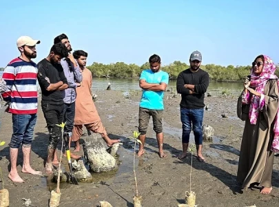 meet mangrove queen   muqaddas tahir