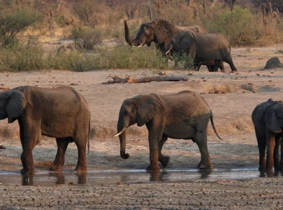 zimbabwe plans elephant cull as drought drives millions into hunger zimbabwe plans elephant cull as drought drives millions into hunger