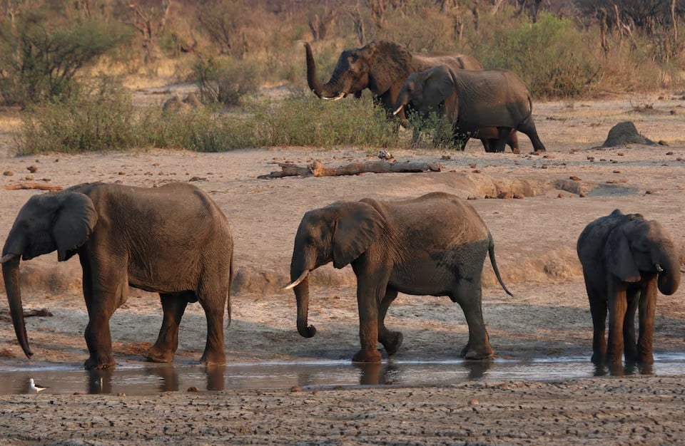 a group of elephants are seen near a watering hole inside hwange national park in zimbabwe october 23 2019 photo reuters