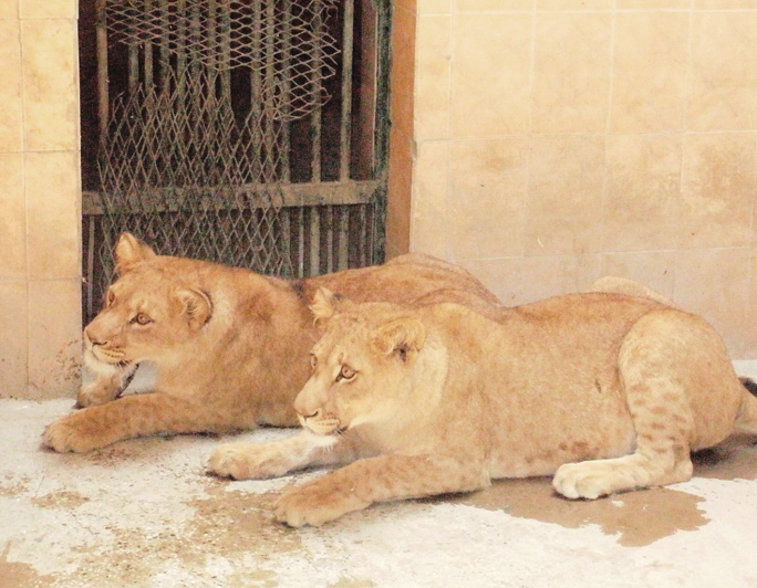 bahawalpur zoo s mane attraction goes underfed