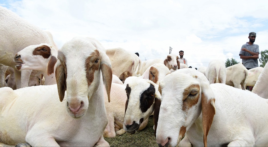 Livestock vendors in Srinagar, Indian-held Kashmir on August 17, 2018, ahead of Eidul Azha. PHOTO:AFP