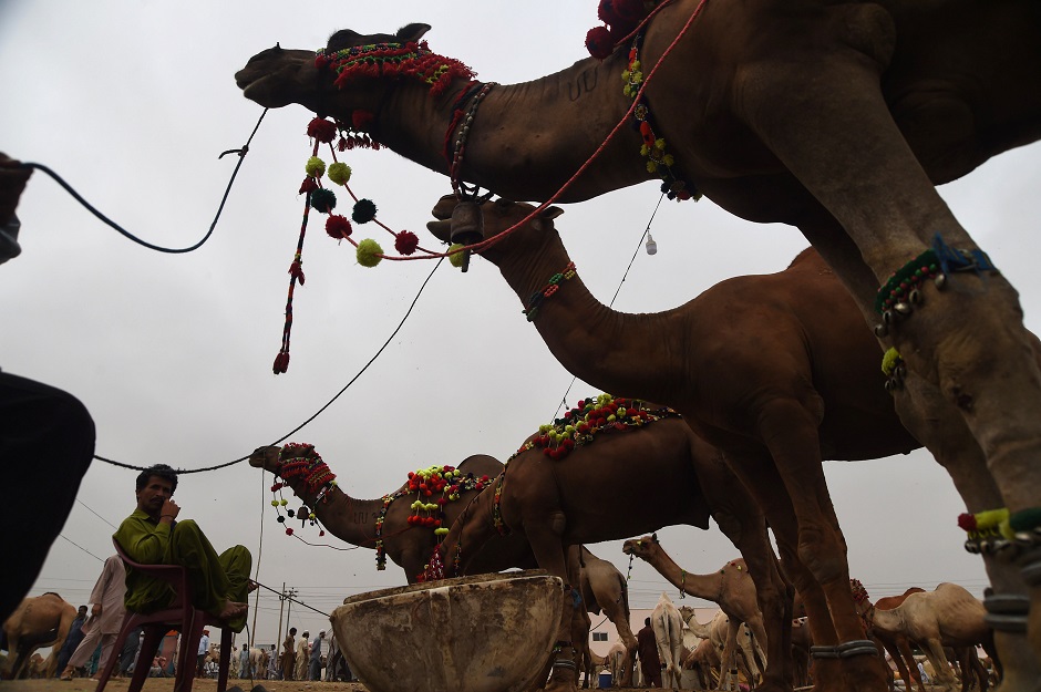 A camel vendor decorates the legs of his camel at a animal market ahead of Eid al Adhal festival in Karachi on August 15, 2018.jpg