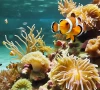 clownfish shrink during marine heat wave to survive scientists say clownfish shrink during marine heat wave to survive scientists say