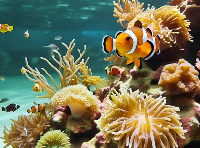 clownfish shrink during marine heat wave to survive scientists say clownfish shrink during marine heat wave to survive scientists say