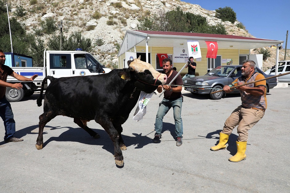 A shepherd guides a sacrificial cow at a livestock market in Ankara, Turkey on August 17, ahead of Eidul Azha. PHOTO:AFP