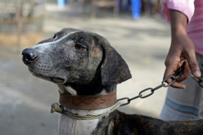 the rare sarail hound is a breed on the brink of extinction afp