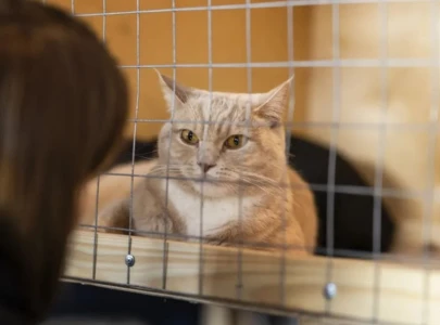 animal rights activist files new petition over pet market demolition in lahore