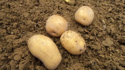 how to chit potatoes how to chit potatoes