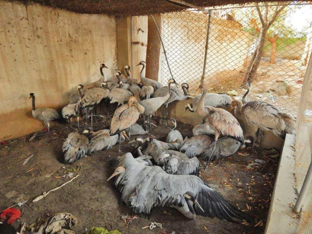 wildlife rescue force planned in punjab wildlife rescue force planned in punjab