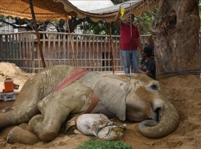 ailing elephant noor jehan passes away at karachi zoo